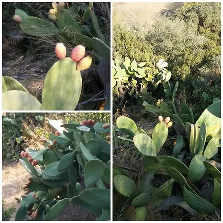 Cactus Garden Village Apartamento *